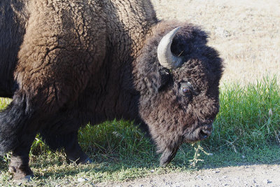 Trying To Avoid The Bison With Our Car