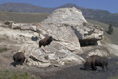 Bison At Soda Butte