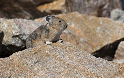 Pika Along Bear Tooth Highway