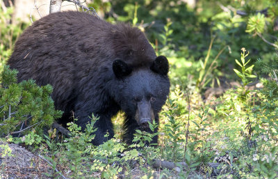 Black Bear In Yellowstone