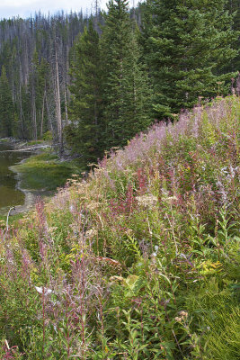 Along Yellowstone Lake