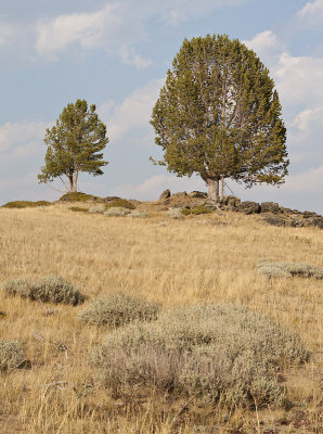 Along Yellowstone Lake