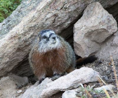 Yellow-Bellied Marmot Posing