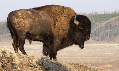 Bison In Morning Light
