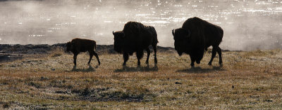 Bison Family In Morning Mist