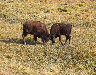 Juvenile Bison Playing