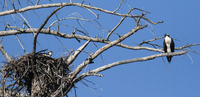 Yellowstone and Grand Teton Sept 2-8, 2012
