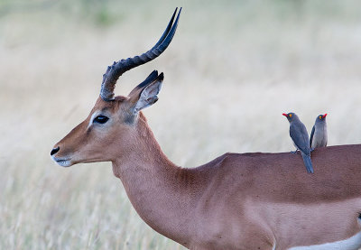Impala with oxpeckers