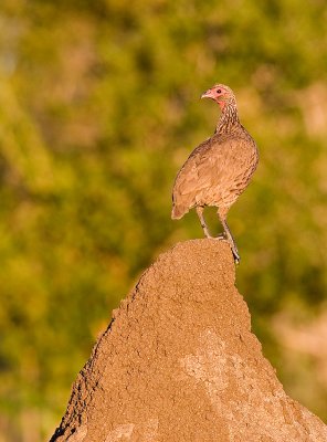 Swainson's Spurfowl (Francolin) - King of the Hill