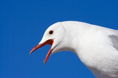 Robben Island Gull