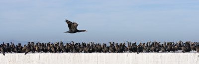 Robben Island Cormorants