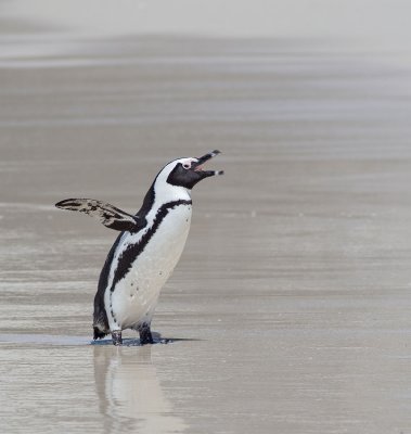 Penguin Colony