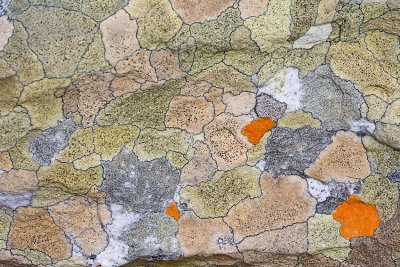 Cape Peninsula Lichen On Rock