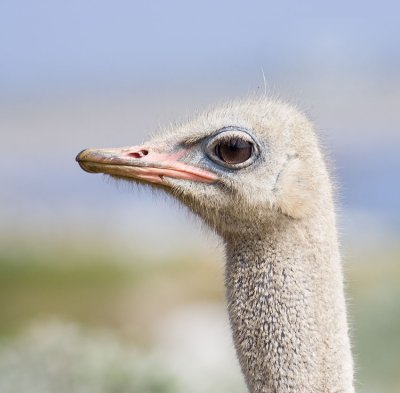Cape Peninsula Ostrich