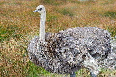 Cape Peninsula Ostrich