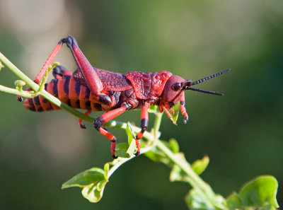 Red Grasshopper