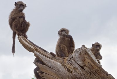 Baboons -  along the side of the road