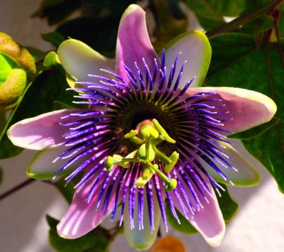6274  Passion flower