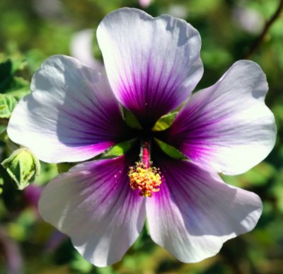 6283  Hibiscus