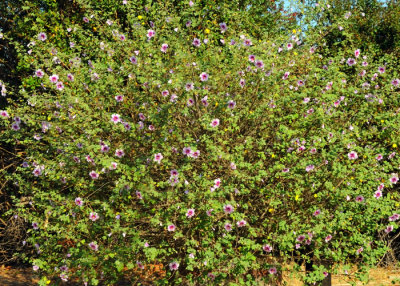 6426 Hib bush IN Full Bloom