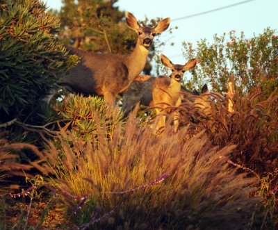 6338-1 Deer