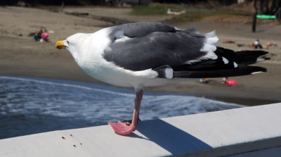 Seagull into the wind