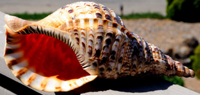 6267 Shell