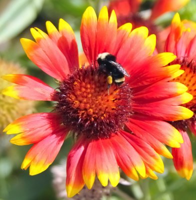 6918 Blanket Flower with Bee