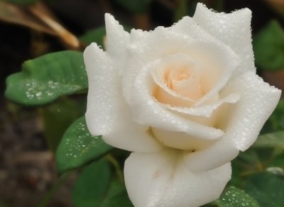 7040 White Rose.