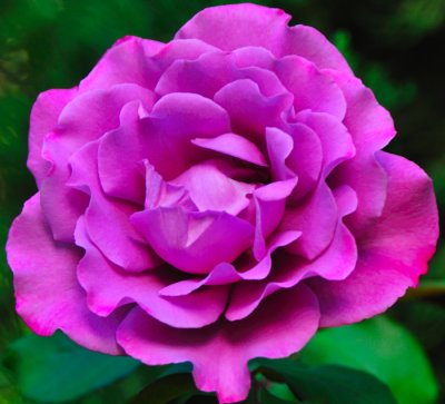 7634 Pink Rose