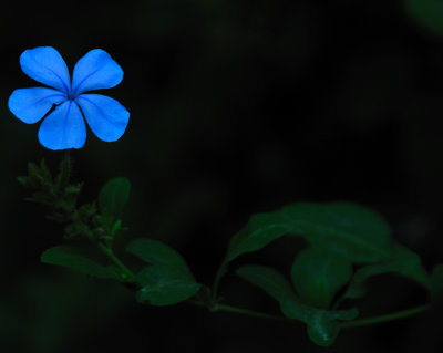 7258 blue flower