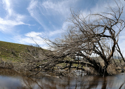 10038 Pond with Tree