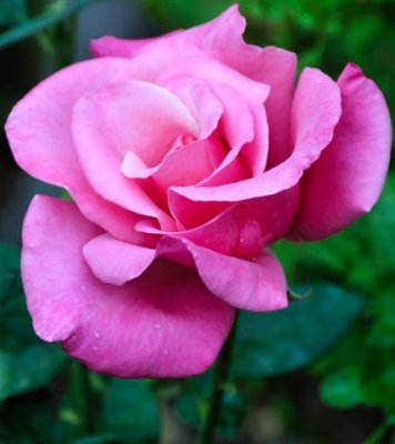 DSC_7674 Pink Rose Small.jpg