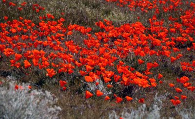 Orange Poppy field