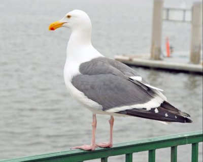 1 Seagull