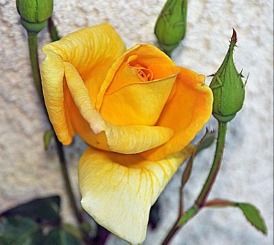 3213 deep yellow rose