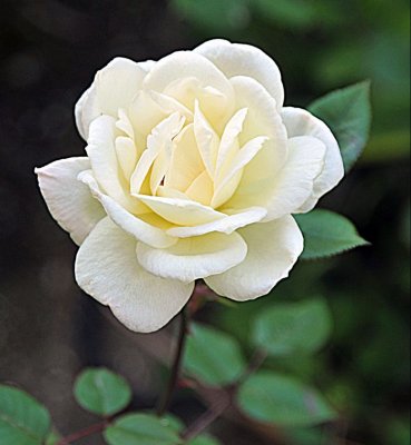 3199 White Rose