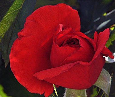 3324 red rose