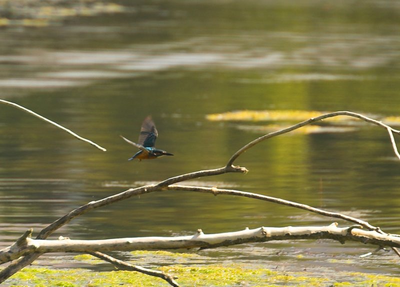 kingfisher flying sep-07