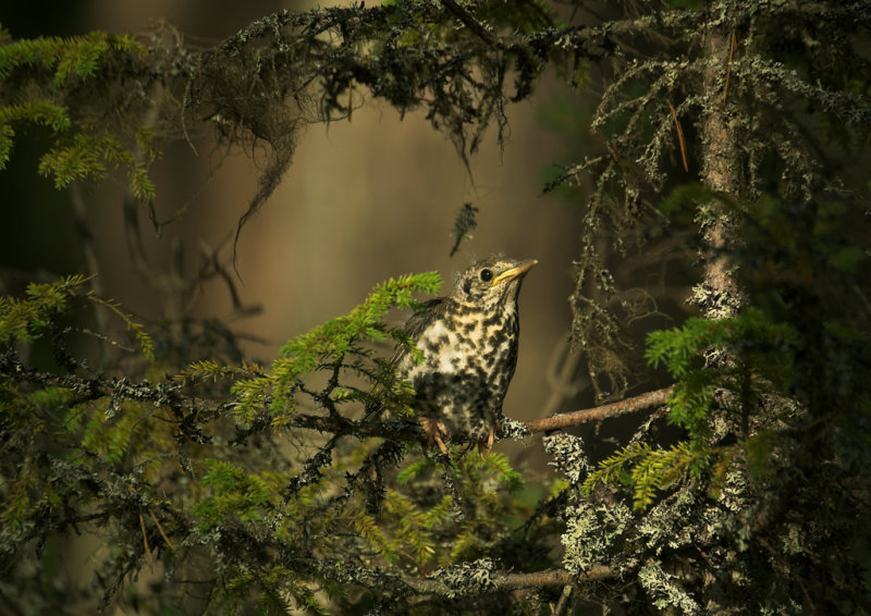 juvenil dubbeltrast, Sångbergstorpet, Ångermanland