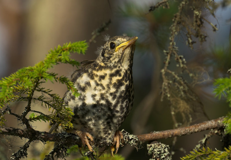 juvenil dubbeltrast, Sångbergstorpet, Ångermanland