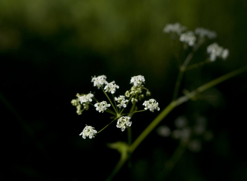 blomma Birka