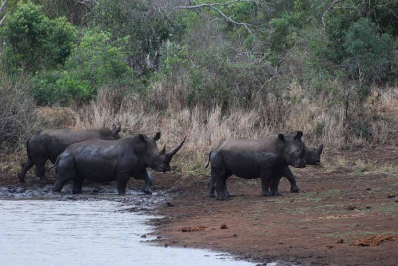 WHITE RHINOS