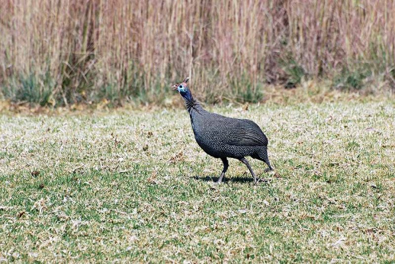 HELMETED GUINEAFOWL