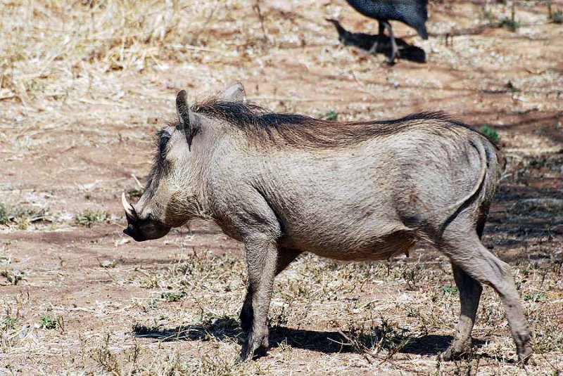 WARTHOG