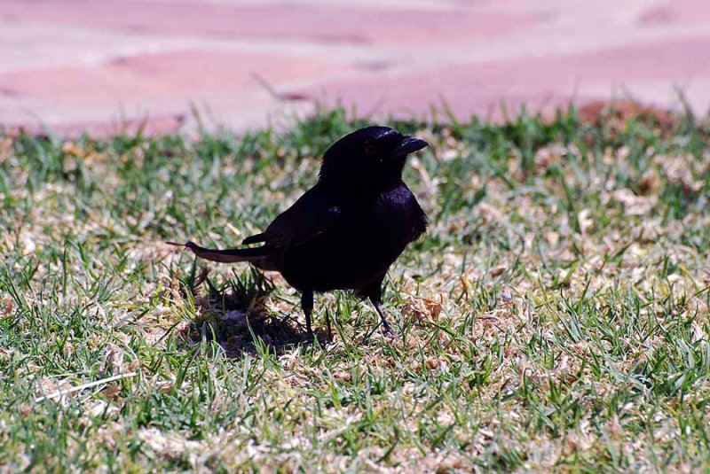 FORK - TAILED DRONGO