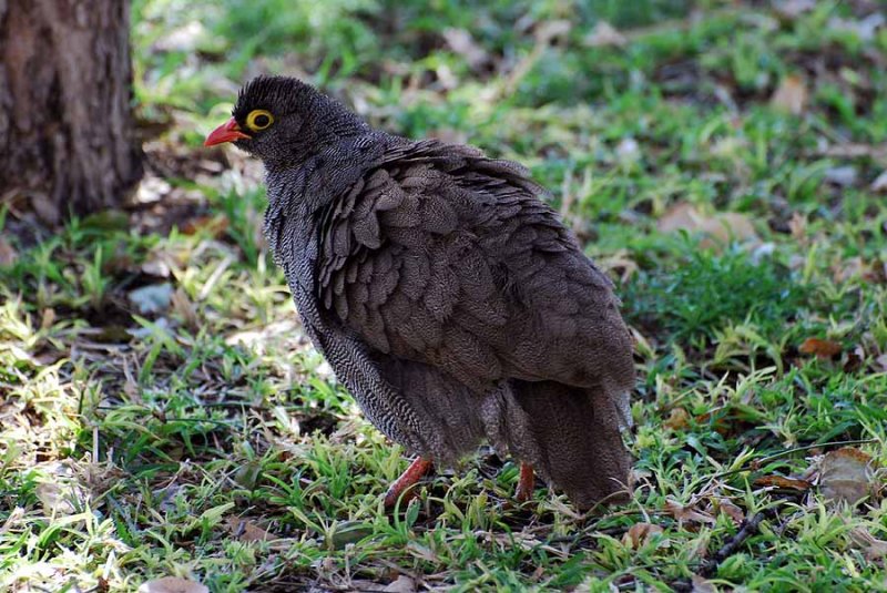 RED-BILLED SPURFOWL