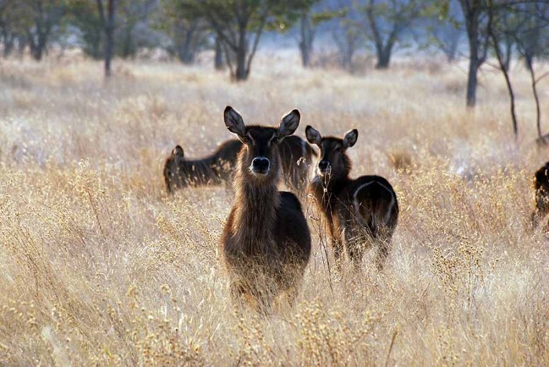 WATERBUCK