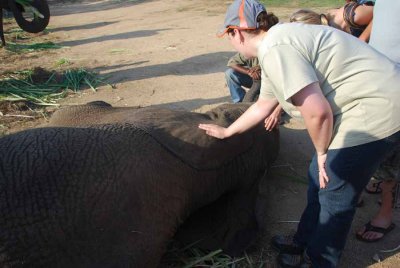 PETRA IS TOUCHING THE SKIN ON THE EAR OF AN ELEPHANT