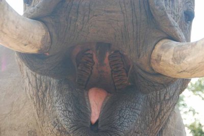 VIEW INTO THE MOUTH OF AN ELEPHANT